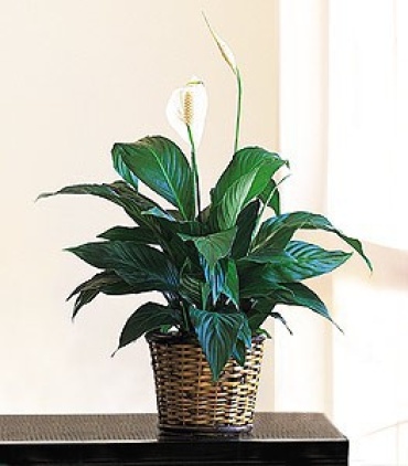 Small Spathiphyllum Plant