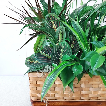 Rectangle Basket Garden with Peace Lily