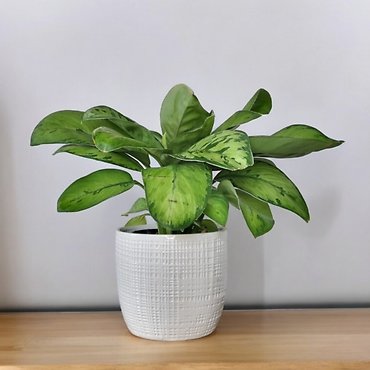 6\" Homalomena Selby