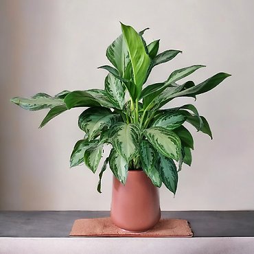Silver Bay Aglaonema (Chinese Evergreen)