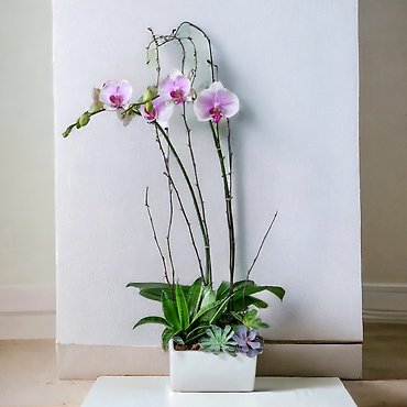 Florist Exclusive Orchid Garden