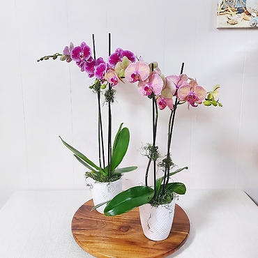 Two Stem Phalaenopsis Orchid