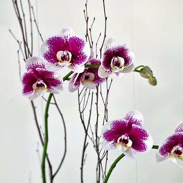 Double Stem Orchid