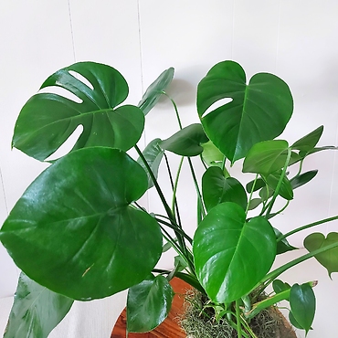Monstera Deliciosa 6\"