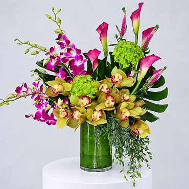 Vibrant Allure