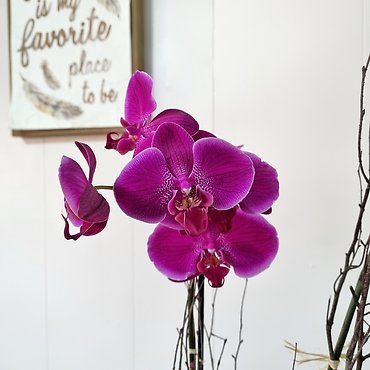 Double Stem Orchid