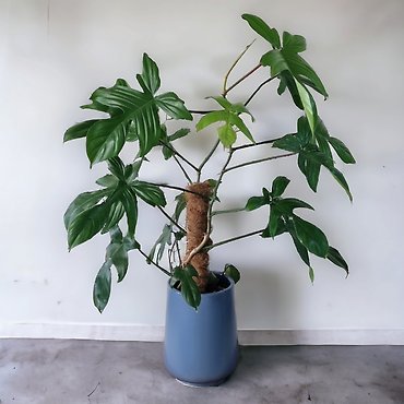 Philodendron Florida Green