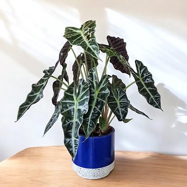 6\" African Alocasia