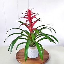 Red Bromeliad Guzmania Plant