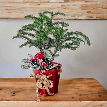 Norfolk Island Pine