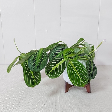 Lemon Lime Maranta - Prayer Plant