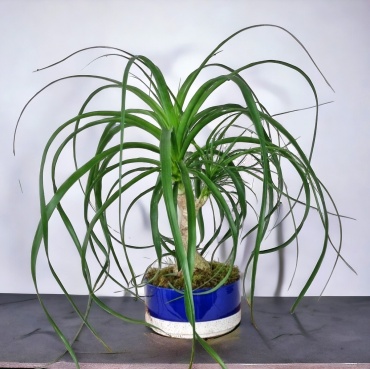 Large Ponytail Palm