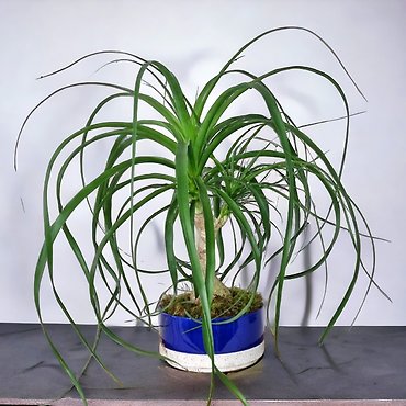 Large Ponytail Palm