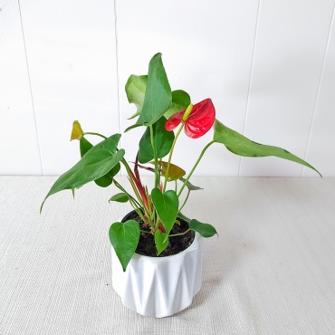 Small Red Anthurium