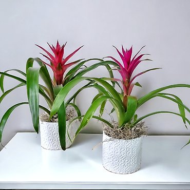 Small Bromeliad Guzmania Plant