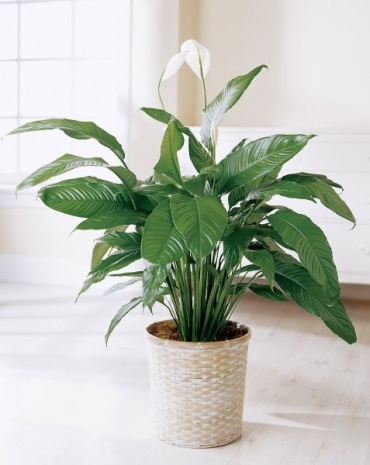 Medium Spathiphyllum Plant.