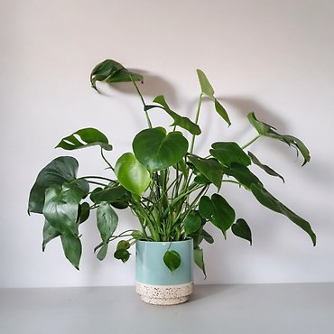 6\" Monstera Deliciosa