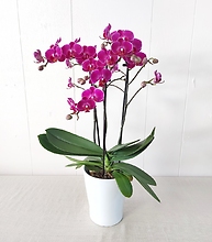Multi Spike Orchid