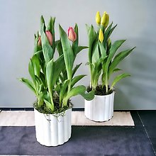 Tulip Plant